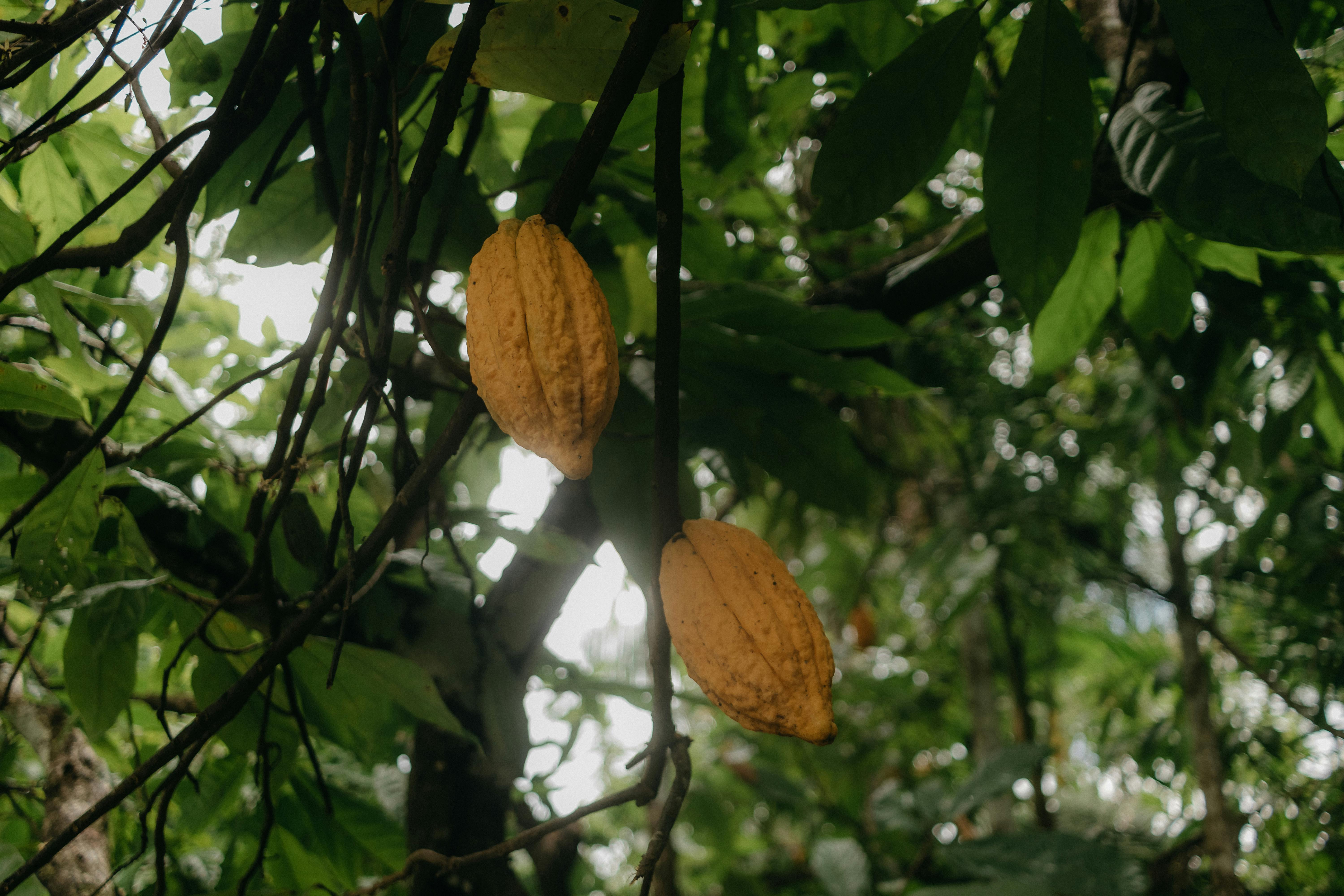 Fresh cacao pods on a tree in Kerala, the source of our beans